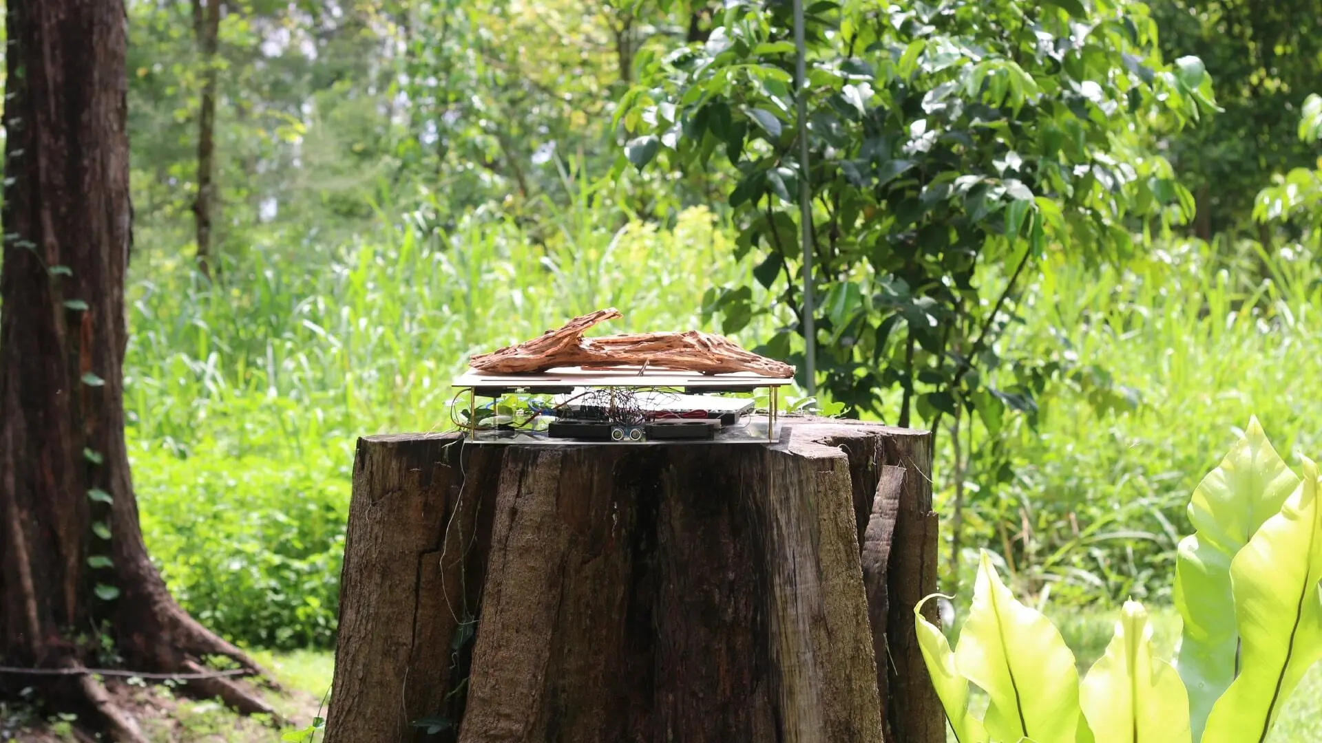 A project by Alda Soh Bi Rui