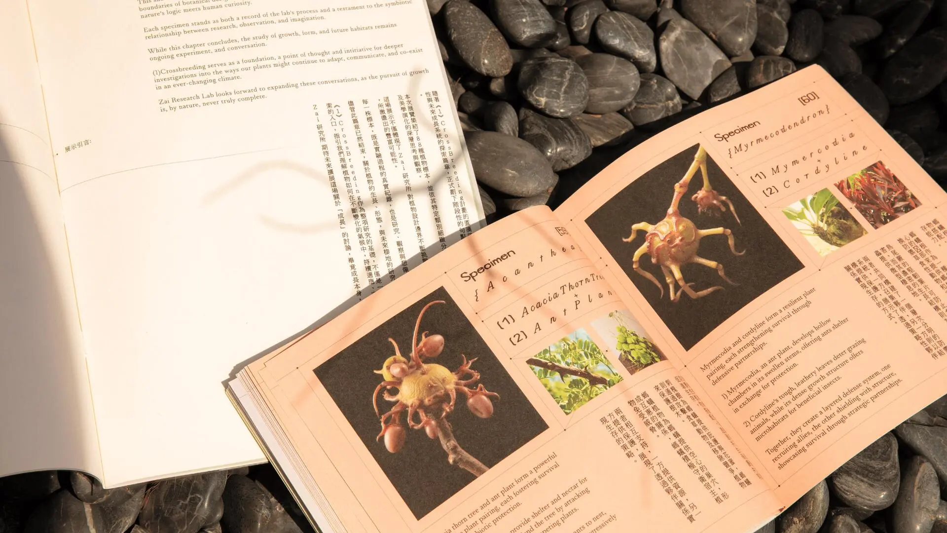 A project by Yeo Zhe En Keafe