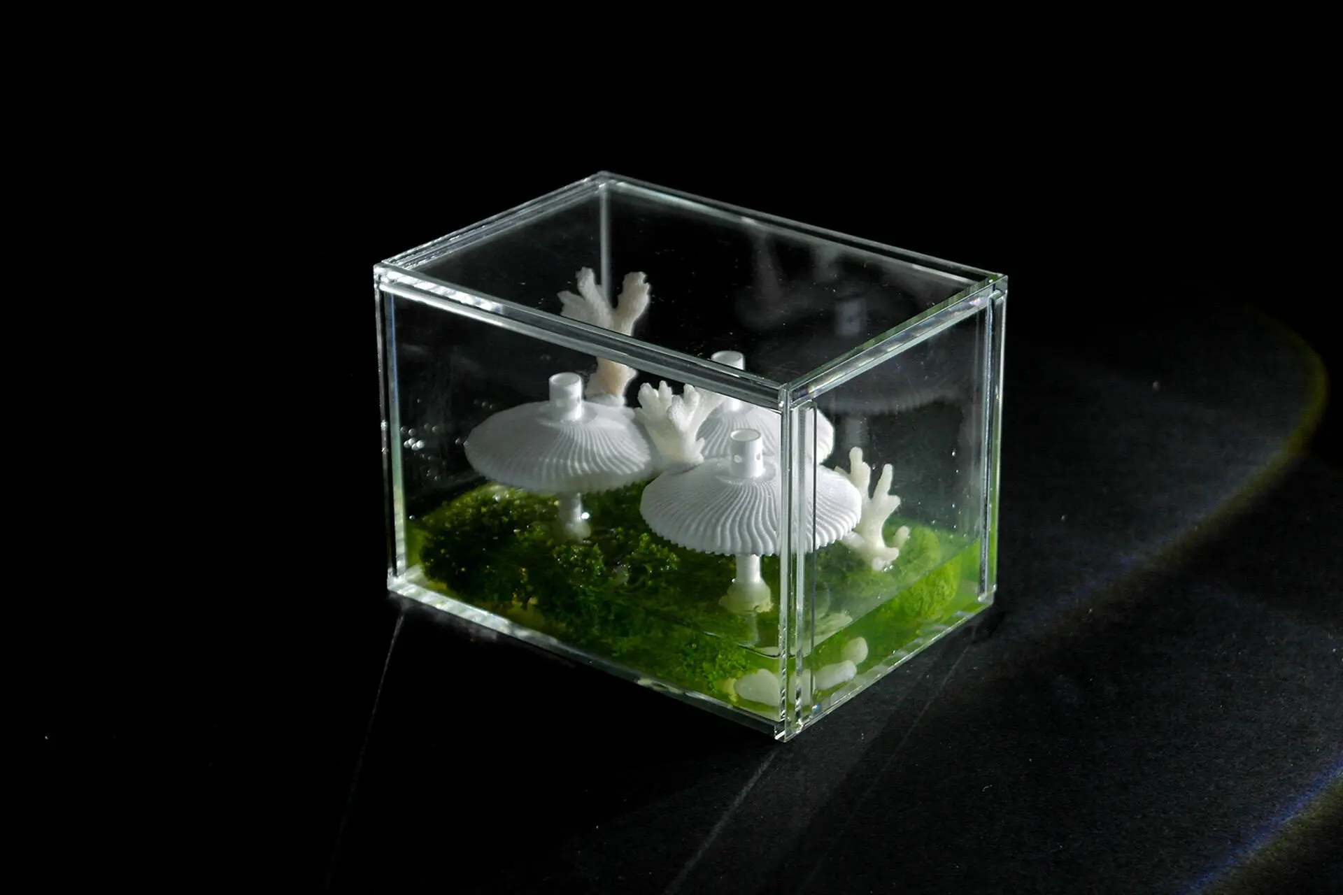 A project by Tan Jia Wen