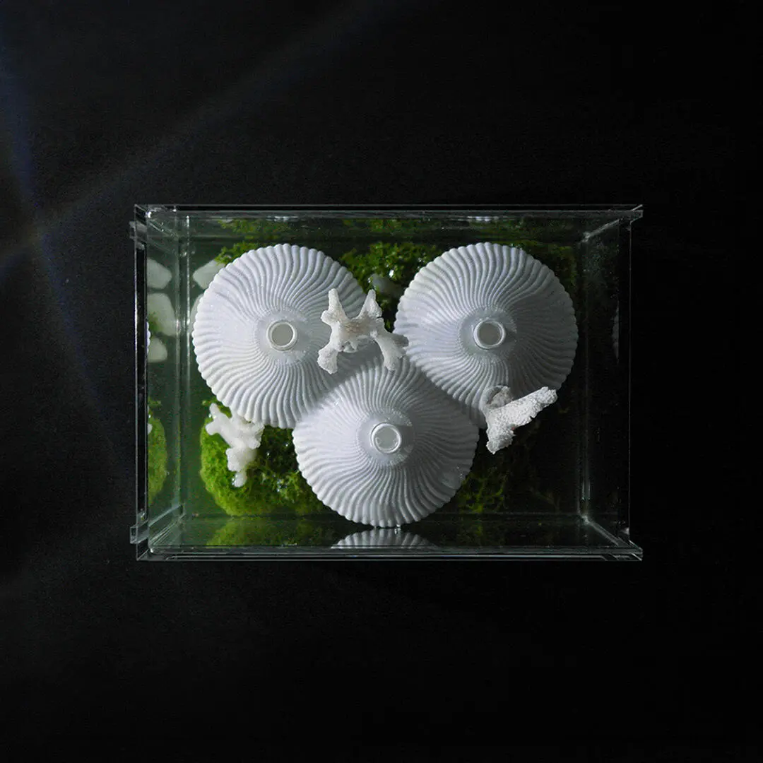 A project by Tan Jia Wen